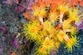 Encrusting Sea Anemone, Lembeh, North Sulawesi, Indonesia, Asia Royalty Free Stock Photo