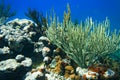 Encrusting stinging coral on the blue water background Royalty Free Stock Photo