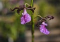 Encyclia cordigera Orchid Royalty Free Stock Photo