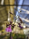 Encyclia cordigera Orchid Royalty Free Stock Photo