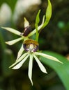 Encyclia Green Hornet Royalty Free Stock Photo