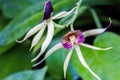 Encyclia Green Hornet Orchid Royalty Free Stock Photo