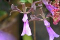 Encyclia orchid flower Royalty Free Stock Photo