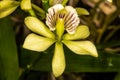 Encyclia Orchid Royalty Free Stock Photo