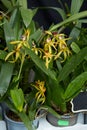 Encyclia Orchids, Butterfly Orchids with yellow flowers Royalty Free Stock Photo