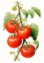 Vibrant Visions: A Detailed Look at Tomatoes in the Urban Landsc