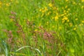 At the end of April early May you will see Rumex acetosa in our grasslands, the first sorrel plants Royalty Free Stock Photo