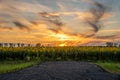 End of asphalt road in sunflower field. Image can be used as backplace for 3d rendering Royalty Free Stock Photo