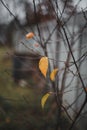 End of autumn: the last lonely yellow leaf on a bare autumn tree on a gray background 1