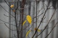 End of autumn: the last lonely yellow leaf on a bare autumn tree on a gray background 1