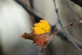 End of autumn: the last lonely yellow leaf on a bare autumn tree on a gray background. Lonely autumn leaf close-up on a tree Royalty Free Stock Photo