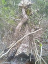 End burn marks on the fallen tree in forest.