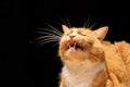 End of a cat yawn Royalty Free Stock Photo