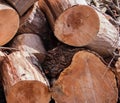 End Of Cut Pine Logs In A Stacked Pile with Saw marks Royalty Free Stock Photo