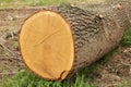 End cut of a tree Royalty Free Stock Photo