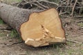 End cut of a tree Royalty Free Stock Photo