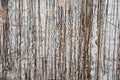 Abstract reeds and reflections in the water of a lake