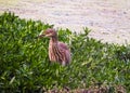 At the end of the day, the kani buck bird will return home after having some food. 2