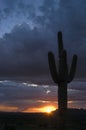 End of day sunburst and giant Saguaro cactus Royalty Free Stock Photo