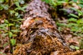 End of fallen tree Royalty Free Stock Photo