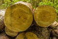 The end of large newly felled trees in a wood in Leicestershire