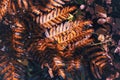 End of life cycle. Dry Autumn Ferntwisty and dry ferns in the fall. Colorful fern leaf Royalty Free Stock Photo