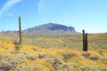 USA, AZ: Blooming Sonoran Desert - Landscape Royalty Free Stock Photo