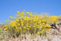 Arizona, Sonoran Desert: Blooming Brittlebush Royalty Free Stock Photo