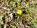 The end of October - dandelion blossomed out of season Royalty Free Stock Photo