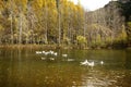 Wild ducks and geese swim and play together in the lake in late autumn. Royalty Free Stock Photo