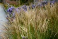 At the end of october, rich bunches of blue and purple aster flowers bloom in the parks along the scam and in the flowerbeds. the