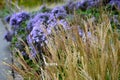 At the end of october, rich bunches of blue and purple aster flowers bloom in the parks along the scam and in the flowerbeds. the