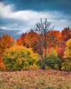 At the end of October, some of the trees are already without leaves, but autumn is pleasing to us with its colors. Wonderful fall Royalty Free Stock Photo