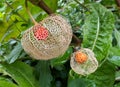 The end of the Physalis season, the berries revealed