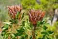 End of season Protea Royalty Free Stock Photo