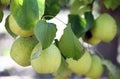 The branches of pear trees are covered with fruits Royalty Free Stock Photo