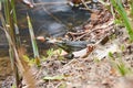 A toad sitting on the shore of a pond.