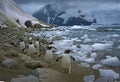 Gentoo penguins headed out to sea at the end of summer, Neko Harbour, Antarctica