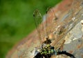 At the end of the summer, hungry hornets attack dragonflies and often defeat them. the fight often ends in victory when the hornet