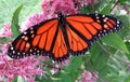 End of Summer Monarch Butterfly