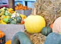 Fall harvest, pumpkins and squash, arrangement for seasonal background Royalty Free Stock Photo