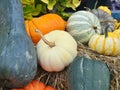 Fall harvest, pumpkins and squash, arrangement for seasonal background Royalty Free Stock Photo