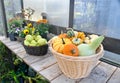 Fall harvest, pumpkins and squash, arrangement for seasonal background Royalty Free Stock Photo