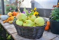 Fall harvest, pumpkins and squash, arrangement for seasonal background Royalty Free Stock Photo