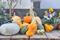 Fall harvest, pumpkins and squash, arrangement for seasonal background Royalty Free Stock Photo