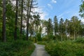 The end of summer in a peaceful forest in the middle of Europe invites you to a wonderful walk