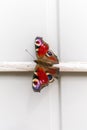 A picture of colourful butterfly close up Royalty Free Stock Photo