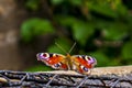 A picture of colourful butterfly close up Royalty Free Stock Photo