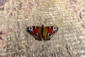 A picture of colourful butterfly close up Royalty Free Stock Photo