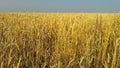 A large field sown with wheat cereals. The summer sky turns blue over the ripe yellow braids.